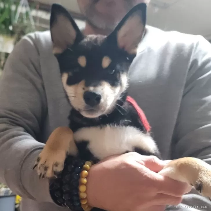 ID:2410-04228の子犬