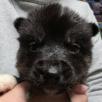 シベリアンハスキー【北海道・男の子・2025年11月30日・ジェットブラック】の写真「レアカラーのカッコいいジェットブラック」