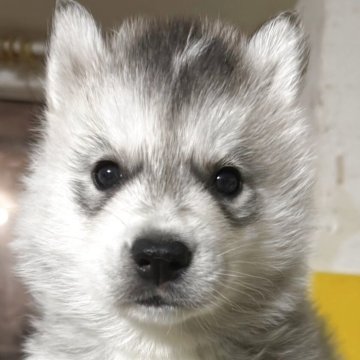 シベリアンハスキー【北海道・男の子・2025年9月6日・シルバー&ホワイト】の写真「ずっしり大きな男の子外産血統」