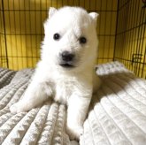 シベリアンハスキー