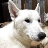 シベリアンハスキー