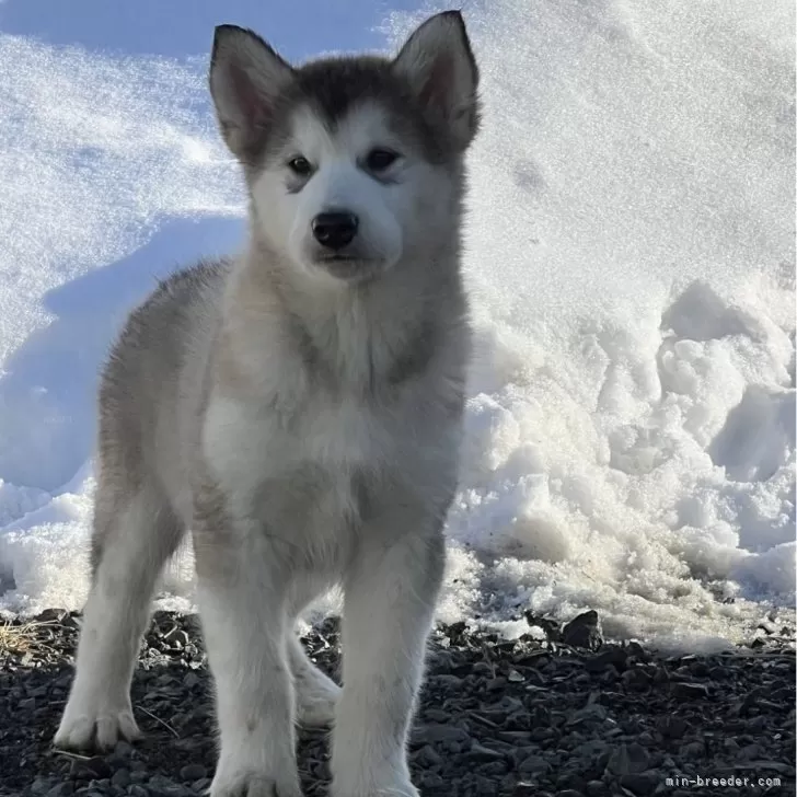 ID:2403-00042の子犬