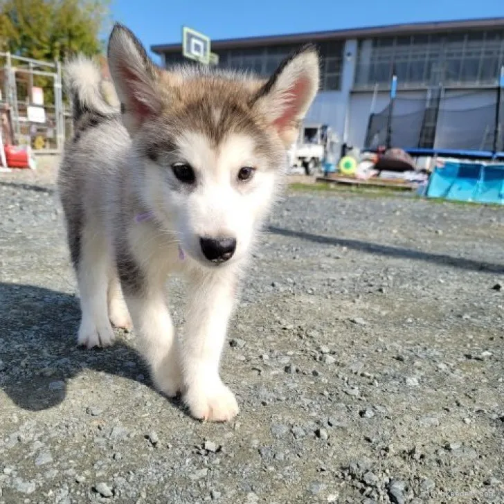 K.Y 様のお迎えした子犬
