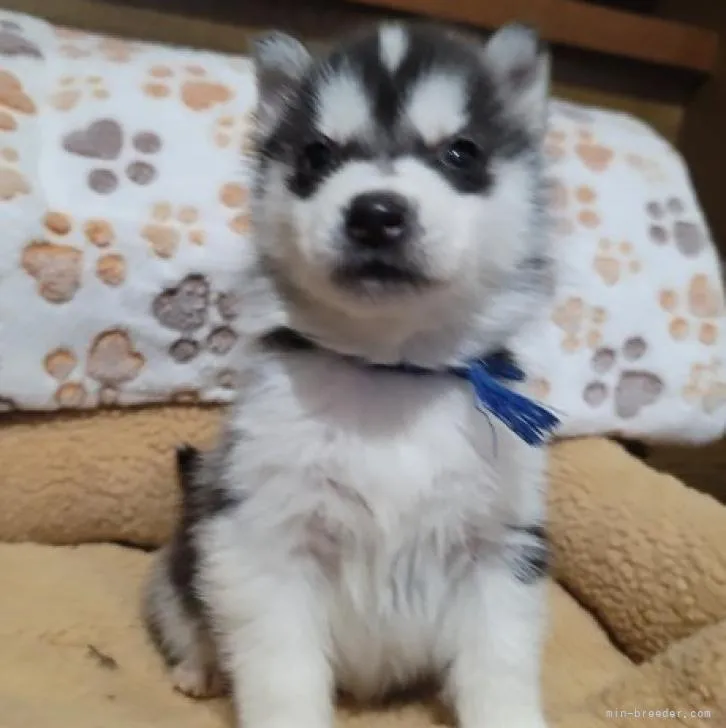 ID:2211-03664の子犬