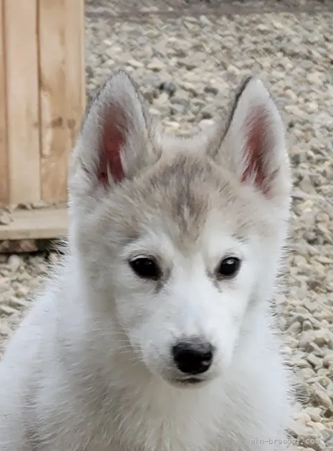 ID:2109-00518の子犬
