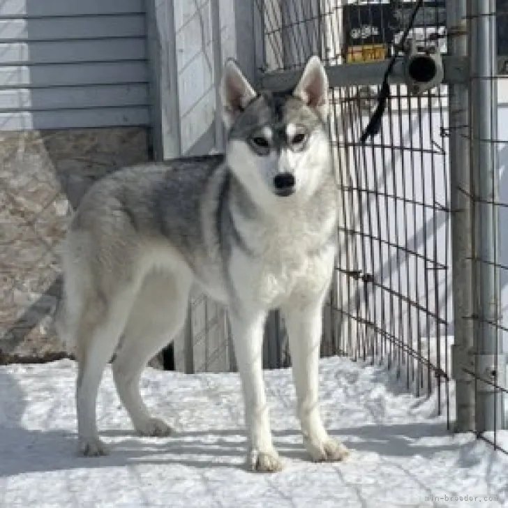C.Y 様のお迎えした子犬