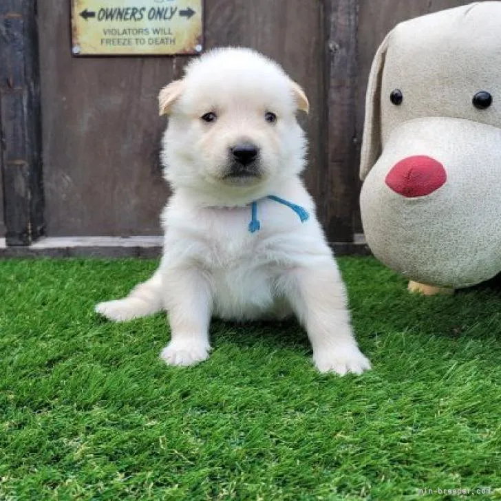 ID：2208-05093の子犬
