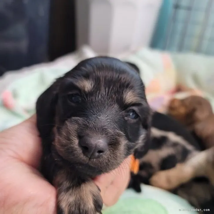 A.Y 様のお迎えした子犬