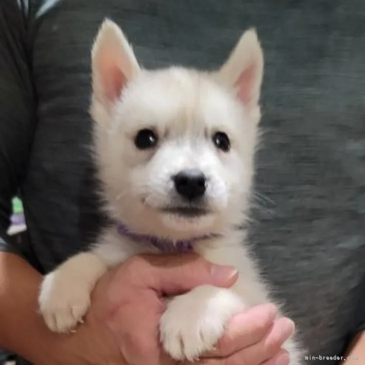 Y.S 様のお迎えした子犬
