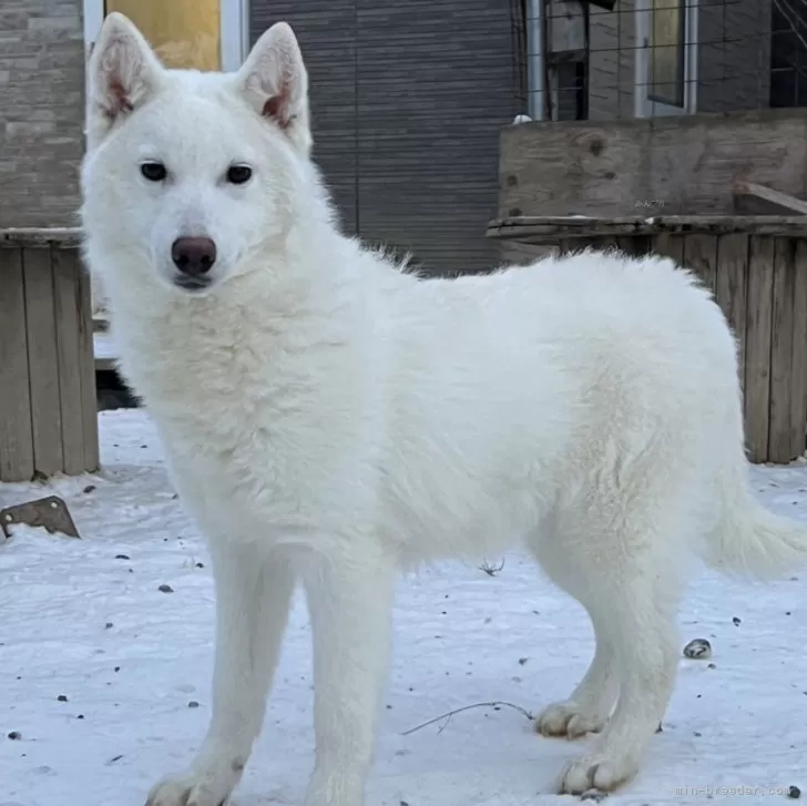 ID:2312-05787の子犬