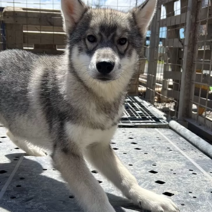 ID:2409-06595の子犬