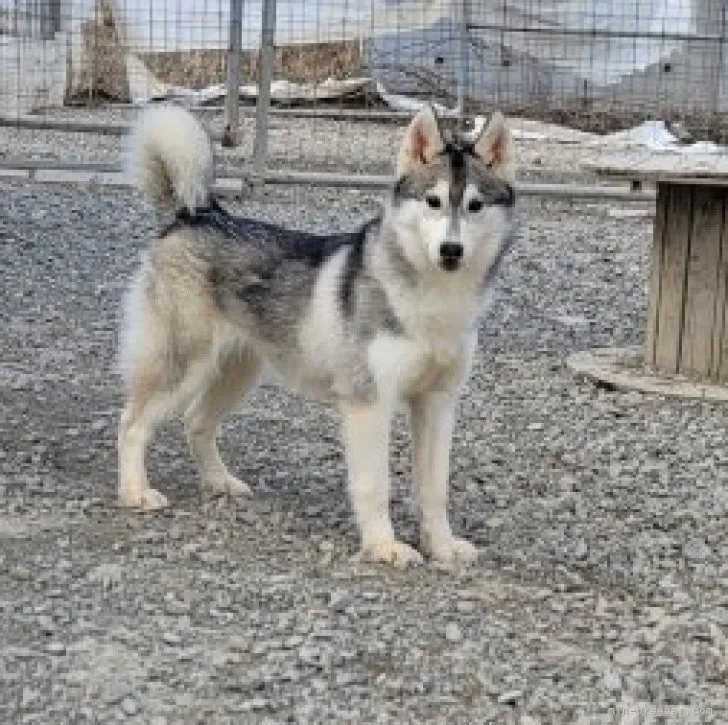 S.S 様のお迎えした子犬
