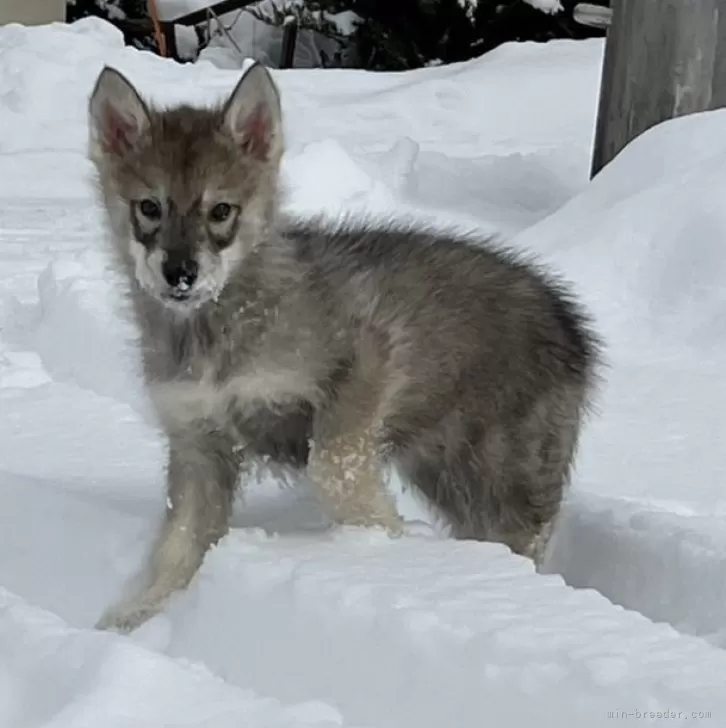 ID：2402-04552の子犬