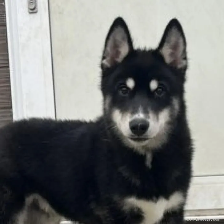 ID：2203-01210の子犬