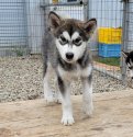 みんなの犬図鑑 アラスカンマラミュート みんなの犬図鑑 アラスカンマラミュート