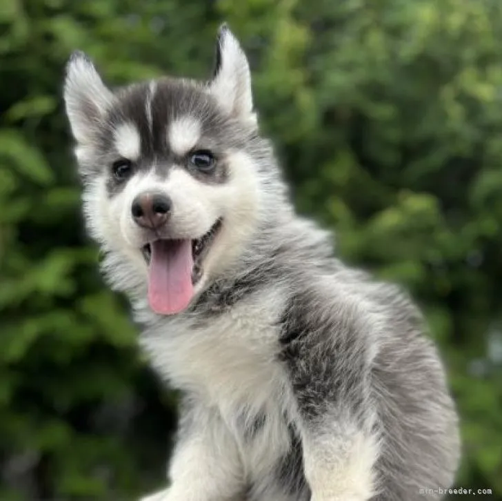 ID:2205-02482の子犬