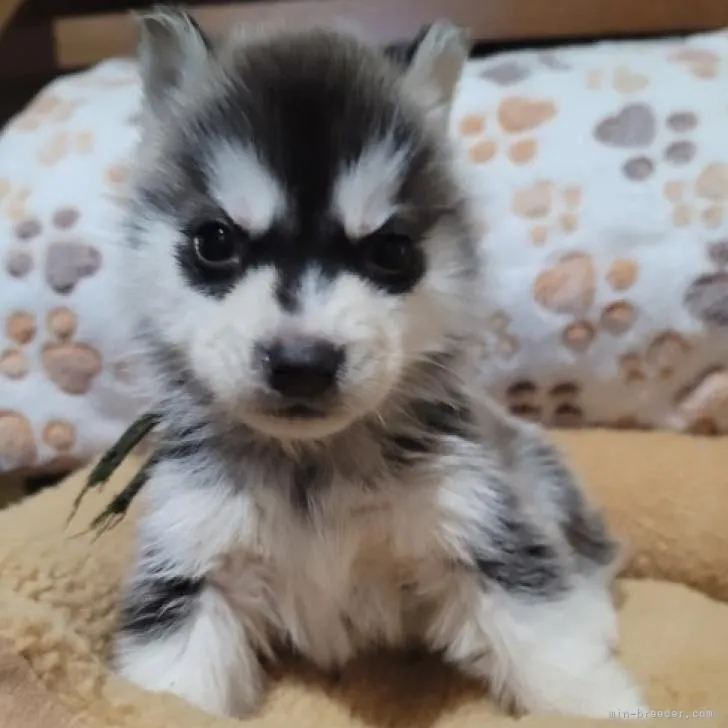 ID：2211-03667の子犬