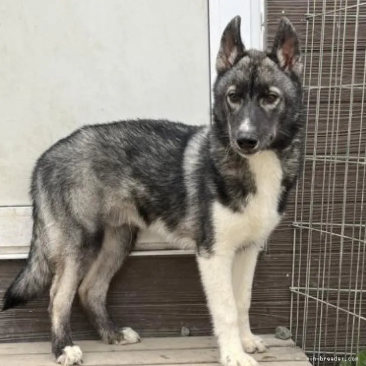ID:2203-03778の子犬