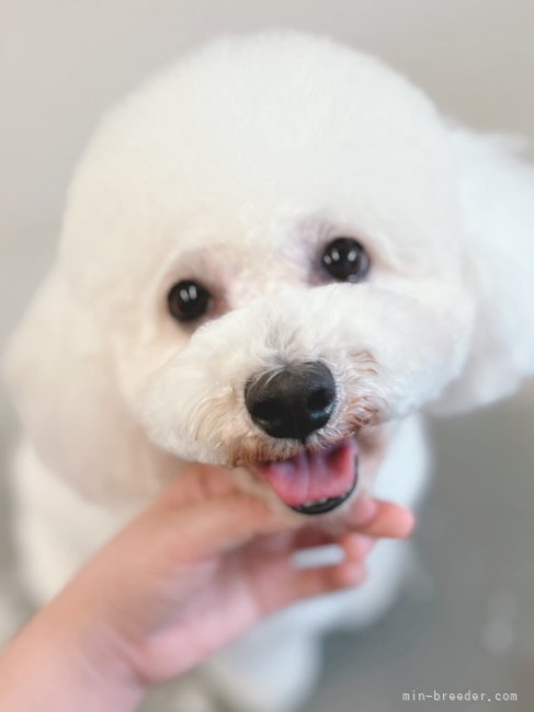 ママ犬みるくちゃん。｜酒井　尚美(さかい　なおみ)ブリーダー(岐阜県・ビションフリーゼ・JKC登録)の紹介写真2