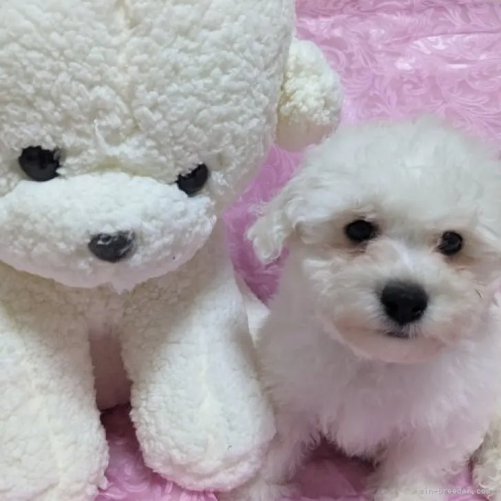 ID：2310-02987の子犬