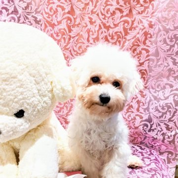 ビションフリーゼ【岐阜県・女の子・2023年8月26日・白】の写真「小さ目の女の子です。」