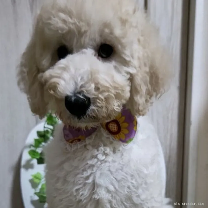 ID:2308-00891の子犬