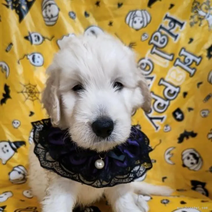 ID:2210-00059の子犬