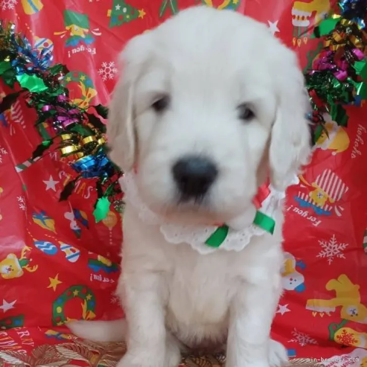 ID：2312-00373の子犬
