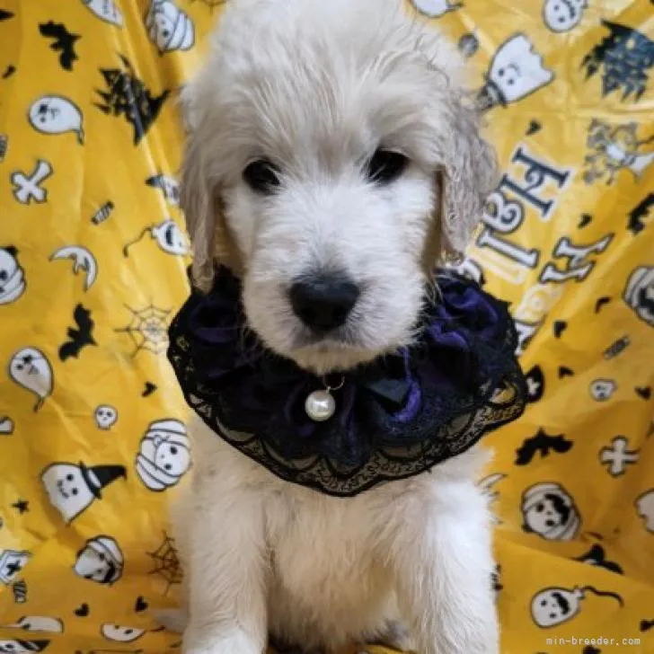 ID:2209-03938の子犬