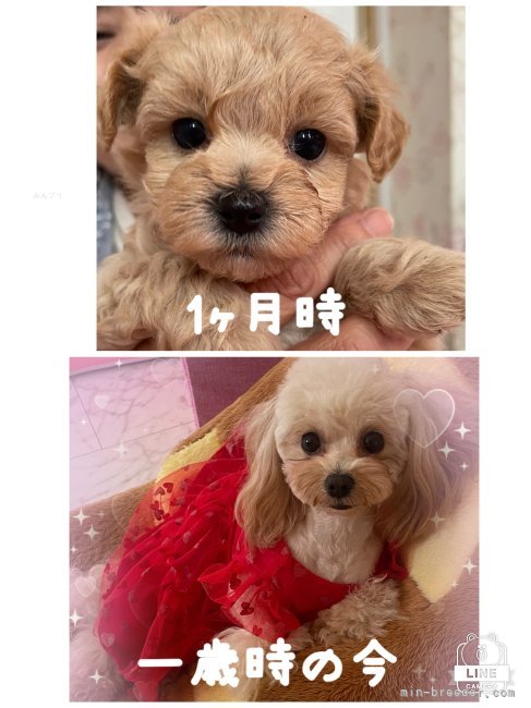 子犬の時可愛いのは当然ですが成犬になっても可愛いですよ♡｜浦川　美由起(うらかわ　みゆき)ブリーダー(福岡県・JKC登録)の紹介写真4