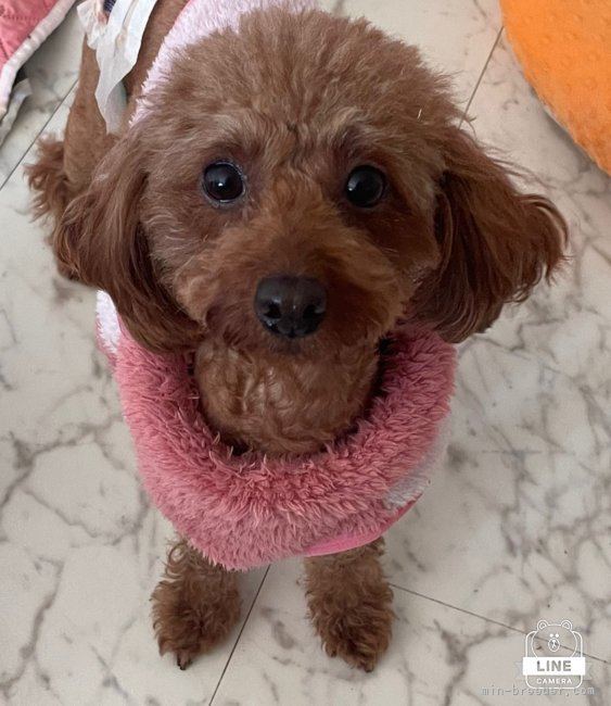 浦川美由起ブリーダーのブログ：鳴き声も日々大きくなり