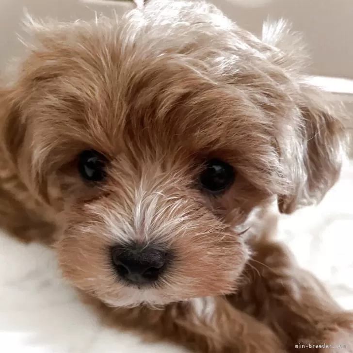 ID：2506-01181の子犬