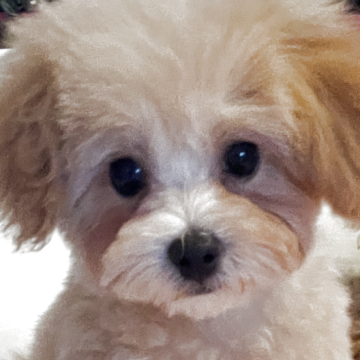 マルプー(マルチーズ×トイプードル)【福岡県・女の子・2025年5月6日・アプリコット】の写真「小さく目がくれんくるんで超可愛いですよ」