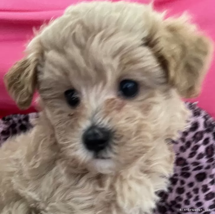 ID:2404-05948の子犬