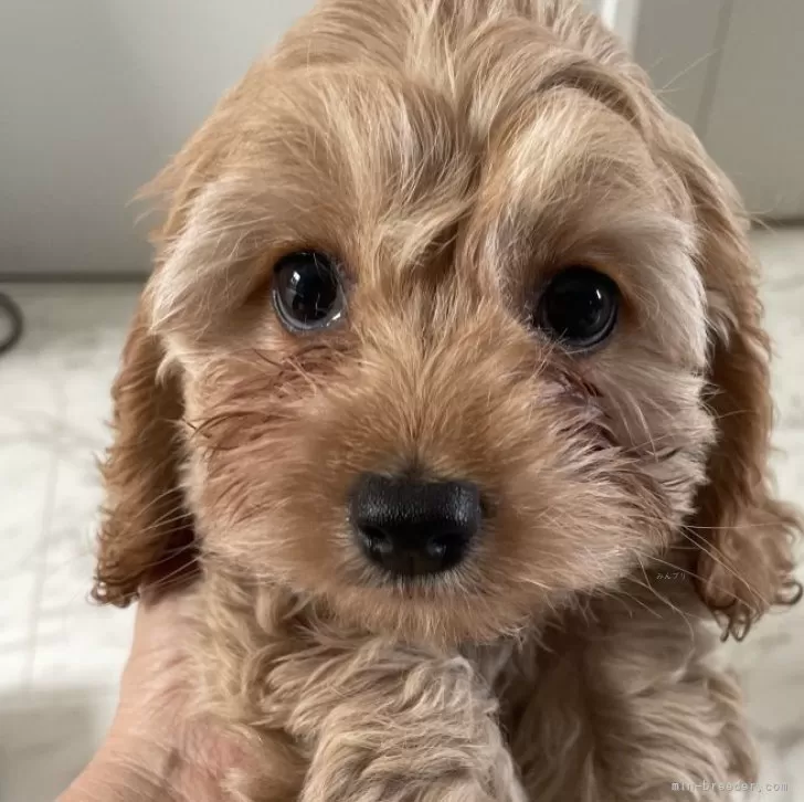 ID:2410-06630の子犬