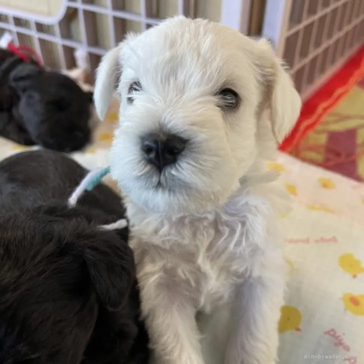 ID：2211-02458の子犬
