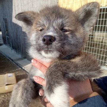 秋田犬【宮城県・男の子・2024年11月21日・虎毛】の写真「小振りで可愛い虎毛の男の子です。」