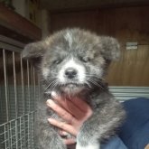 秋田犬