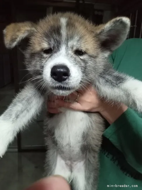 ID：2309-05752の子犬