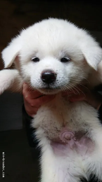 ID：2001-02653の子犬