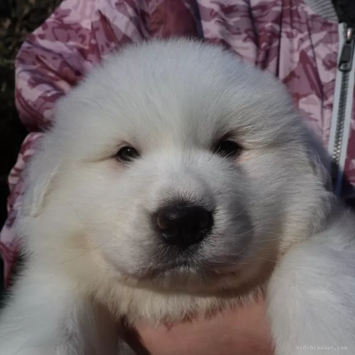 ID：2412-02804の子犬