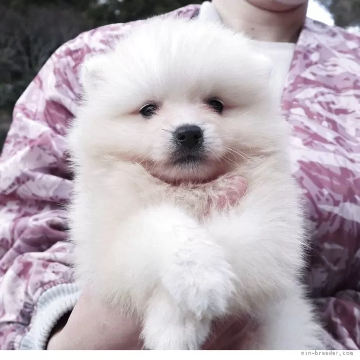 M.U 様のお迎えした子犬