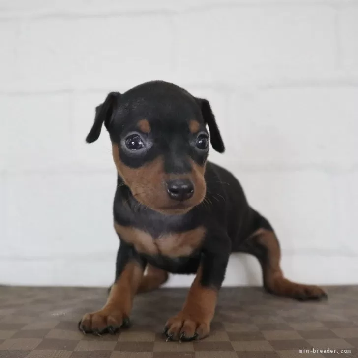 ID：2508-08725の子犬