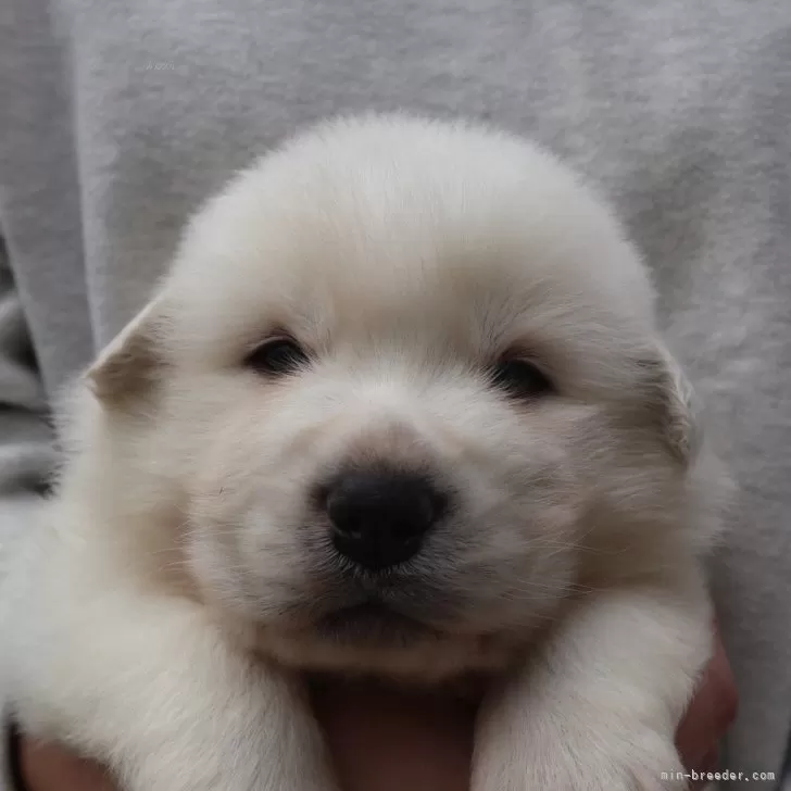 ID:2411-06691の子犬
