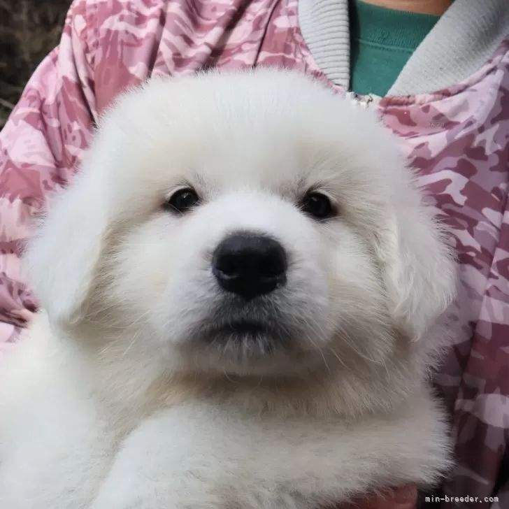 ID：2501-05288の子犬