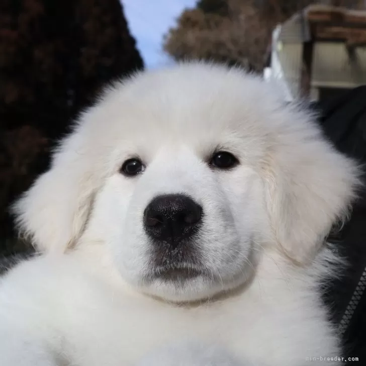 ID:2502-05373の子犬
