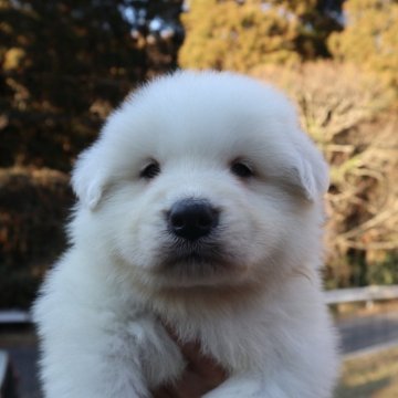 グレートピレニーズ【千葉県・男の子・2024年11月19日・ホワイト】の写真「可愛い男の子💞1/17迄の限定掲載！」