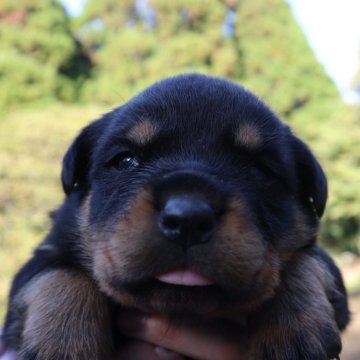 ロットワイラー【千葉県・男の子・2024年10月15日・ブラック&タン】の写真「とても可愛い男の子♪12/13までの掲載」