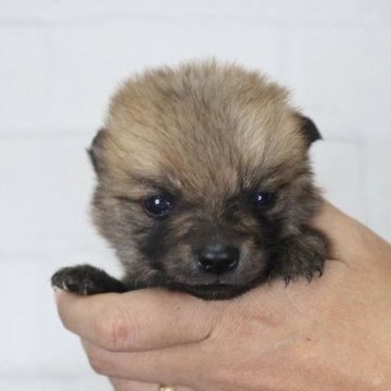 ポメ柴(柴犬×ポメラニアン)【千葉県・男の子・2025年10月17日・レッド】の写真「可愛い男の子💞」