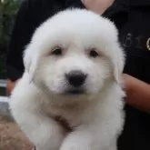 グレートピレニーズ